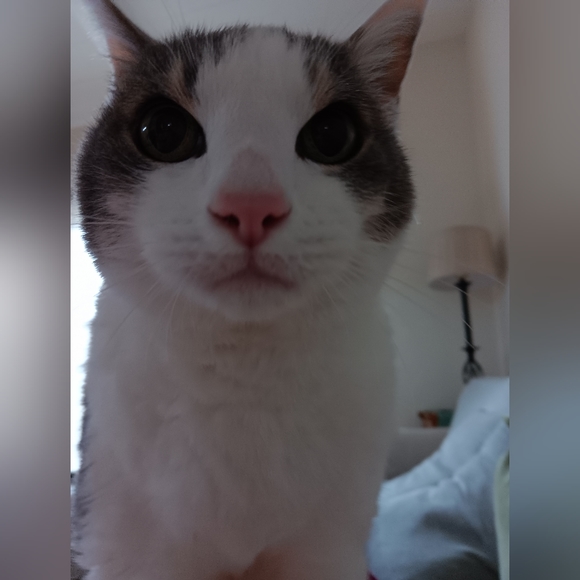 Meet your Posher, Natalie 🐶🐱❤️🐾 - Picture 8 of 12